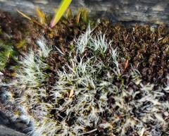 Coscinodon calyptratus