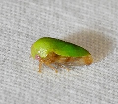 Ophiderma evelyna