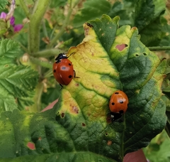Coccinella septempunctata