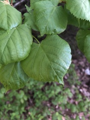 Tilia americana
