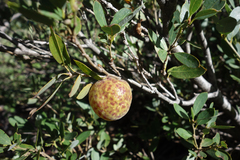 Quercus vacciniifolia