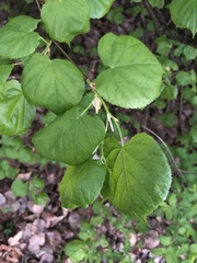 Tilia americana