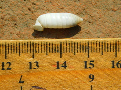 Holospira oaxacana