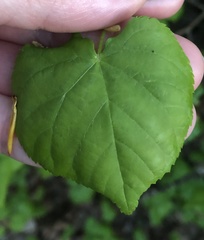 Tilia americana