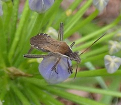 Alydus pilosulus