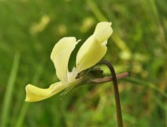 Viola merxmuelleri