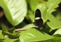 Heliconius sara