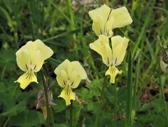Viola merxmuelleri