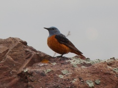 Monticola saxatilis