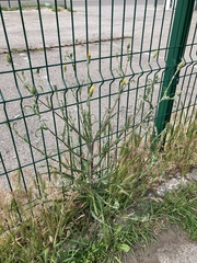 Tragopogon podolicus