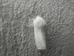 Spilosoma urticae