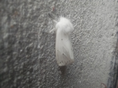 Spilosoma urticae