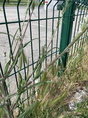 Tragopogon podolicus