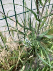 Tragopogon podolicus