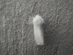Spilosoma urticae