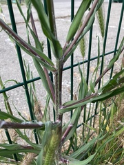 Tragopogon podolicus