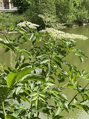 Sambucus nigra