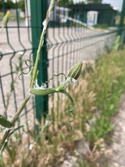 Tragopogon podolicus