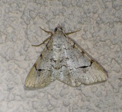 Frederickia flaviterminata