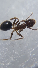 Technomyrmex horni