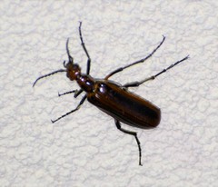 Pyrota tenuicostatis