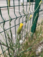 Tragopogon podolicus