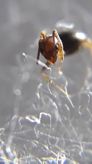 Technomyrmex horni