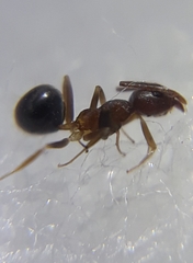 Technomyrmex horni