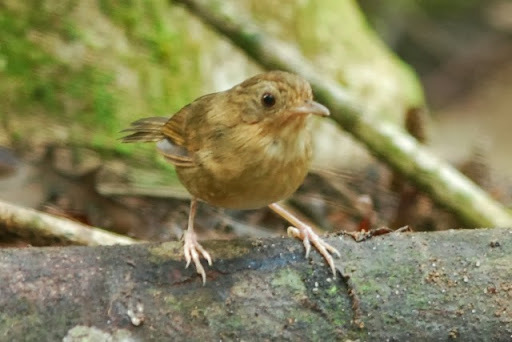 Buff-Breasted Babbler
