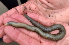 Nephtys californiensis