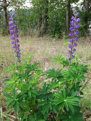 Lupinus polyphyllus polyphyllus