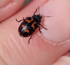 Chrysomela lapponica