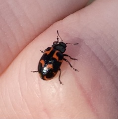 Chrysomela lapponica