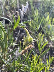 Onosma simplicissima