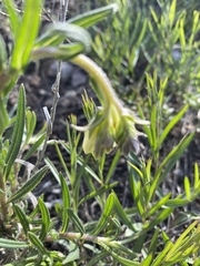 Onosma simplicissima