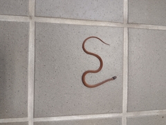 Storeria occipitomaculata obscura