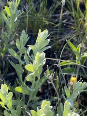 Galatella villosa