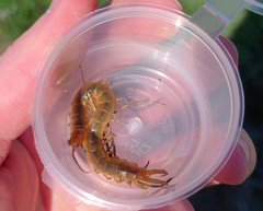Scolopendra canidens