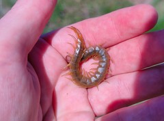 Scolopendra canidens