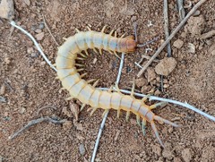 Scolopendra canidens