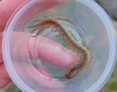 Scolopendra canidens
