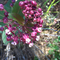 Asclepias cordifolia