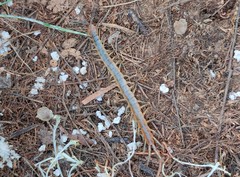 Scolopendra canidens
