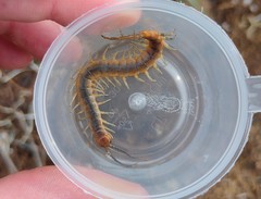 Scolopendra canidens