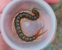 Scolopendra cingulata