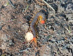 Scolopendra cingulata