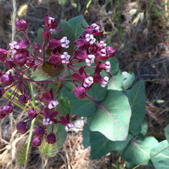 Asclepias cordifolia