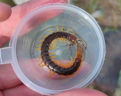 Scolopendra cingulata