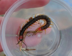 Scolopendra cingulata