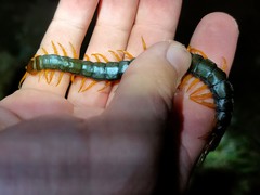 Scolopendra cingulata